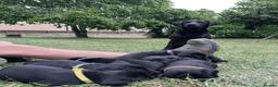 Labrador Retriever dogs for sale: Working Labrador Retriever Puppies - Advert 1