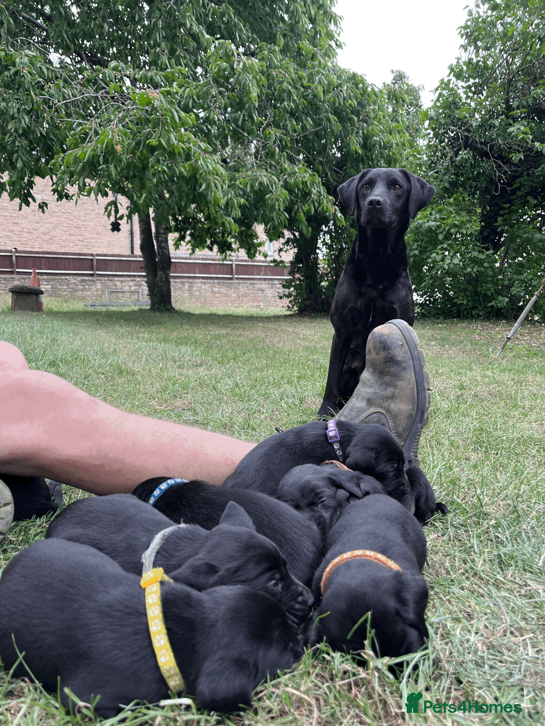 Labrador Retriever dogs for sale: Working Labrador Retriever Puppies - Advert 1