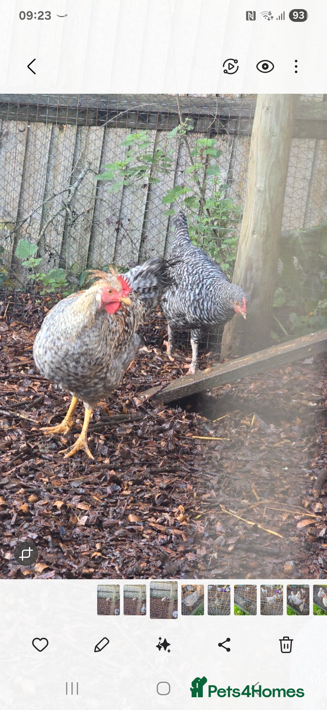 Chickens poultry for sale: Lavender Pekin Bantam Cream Legbar chickens  - Advert 10