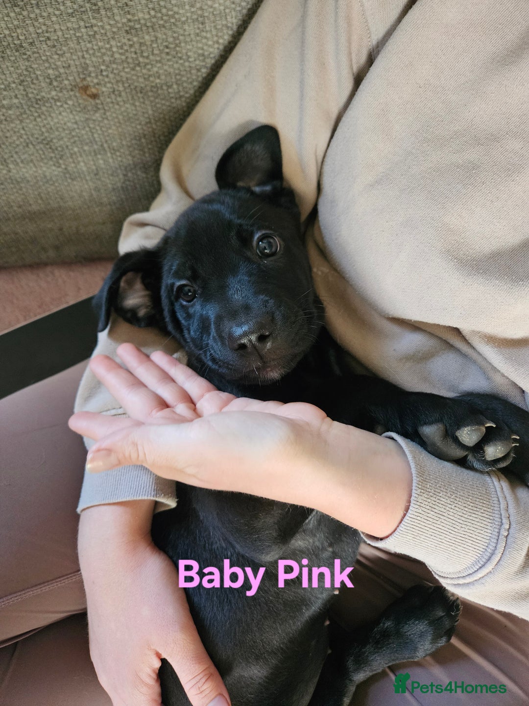 Mixed Breed dogs for sale: 3 puppies left. We have 2 girls and a boy  - Image 10