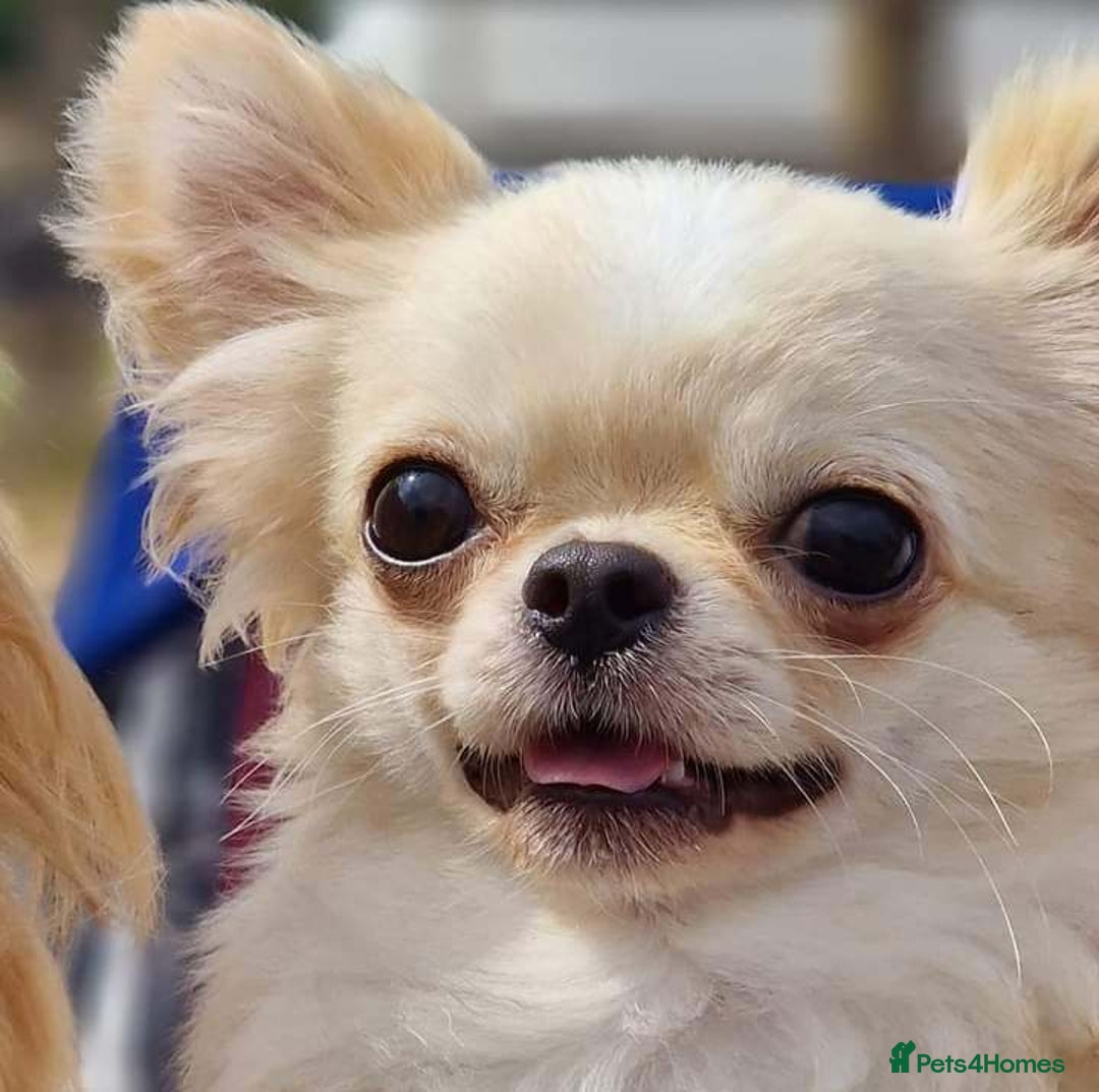 Chihuahua dogs for stud: KC REG TINY CREAM LONGCOAT CHIHUAHUA FOR STUD  in Keighley - Advert 5