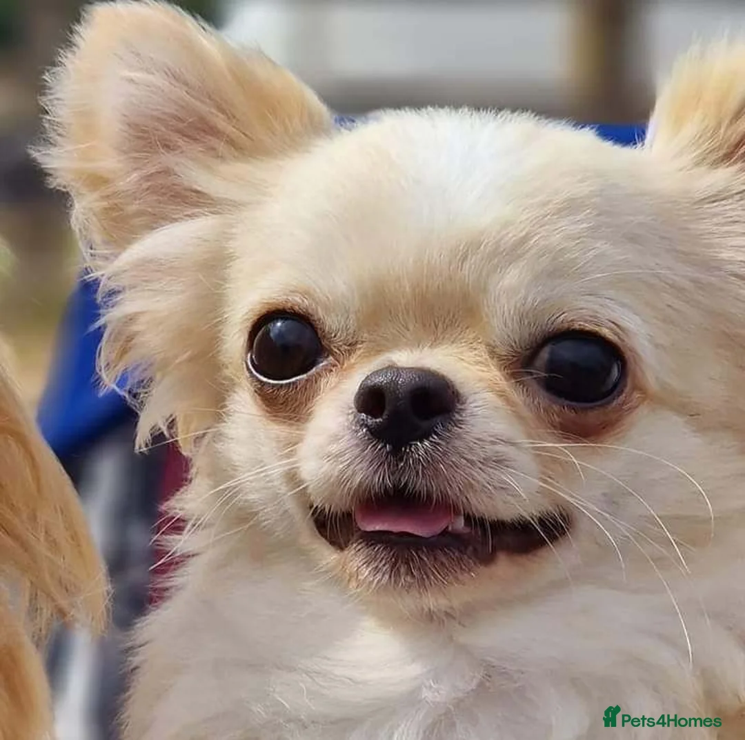 Chihuahua dogs for stud: KC REG TINY CREAM LONGCOAT CHIHUAHUA FOR STUD  in Keighley - Advert 5