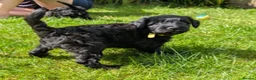 Bordoodle dogs for sale: Miniature Bordoodle Puppies - Advert 19