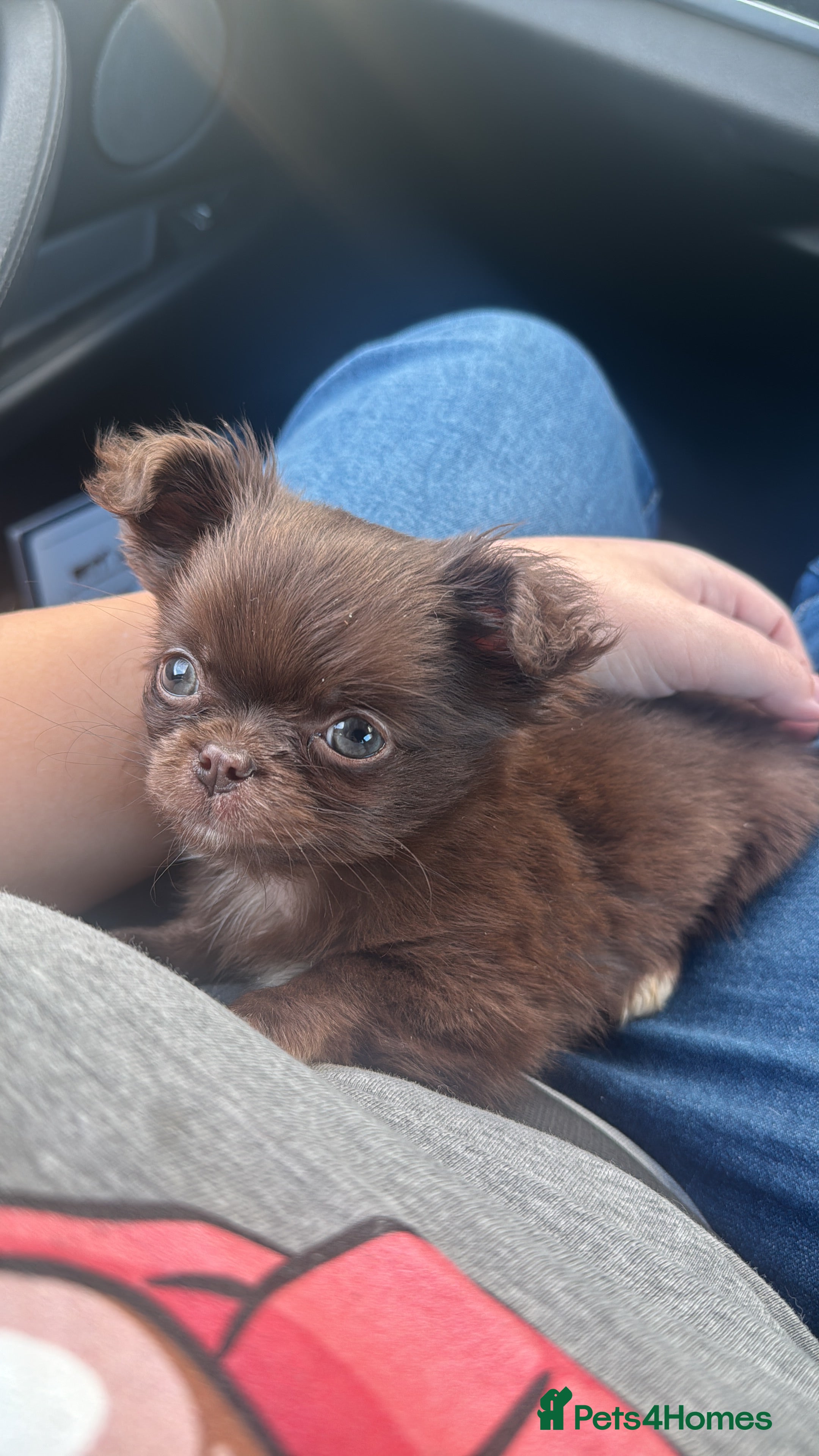 Chihuahua dogs Chocolate Russian Chihuahua puppy  - Advert 1