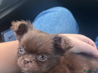 Chihuahua dogs Chocolate Russian Chihuahua puppy - Advert 1