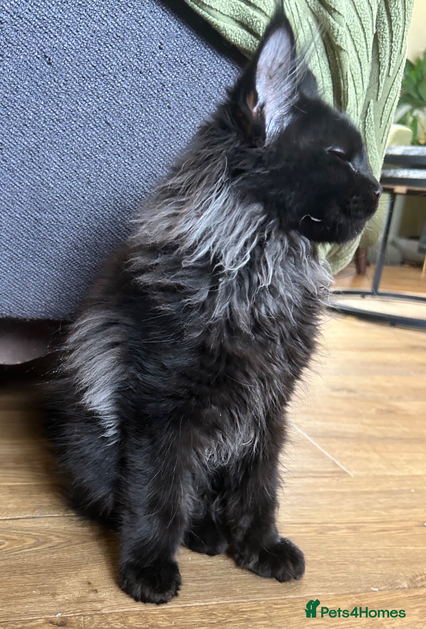 Maine Coon cats Beautiful Mainecoon kittens (Active) - Advert 2