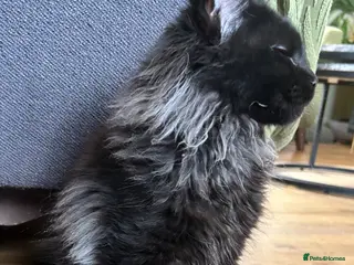 Maine Coon cats Beautiful Mainecoon kittens (Active) - Advert 2