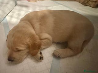 Labrador Retriever dogs 🐶💖Labrador Pups💙🐶 - Advert 14