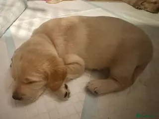 Labrador Retriever dogs 🐶💖Labrador Pups💙🐶 - Advert 9