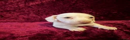 Miniature Dachshund dogs for sale: Miniature Dachshund available  - Advert 7