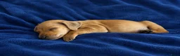 Miniature Pinscher dogs for sale: ALL RESERVED Miniature Pinscher Pups - Advert 4