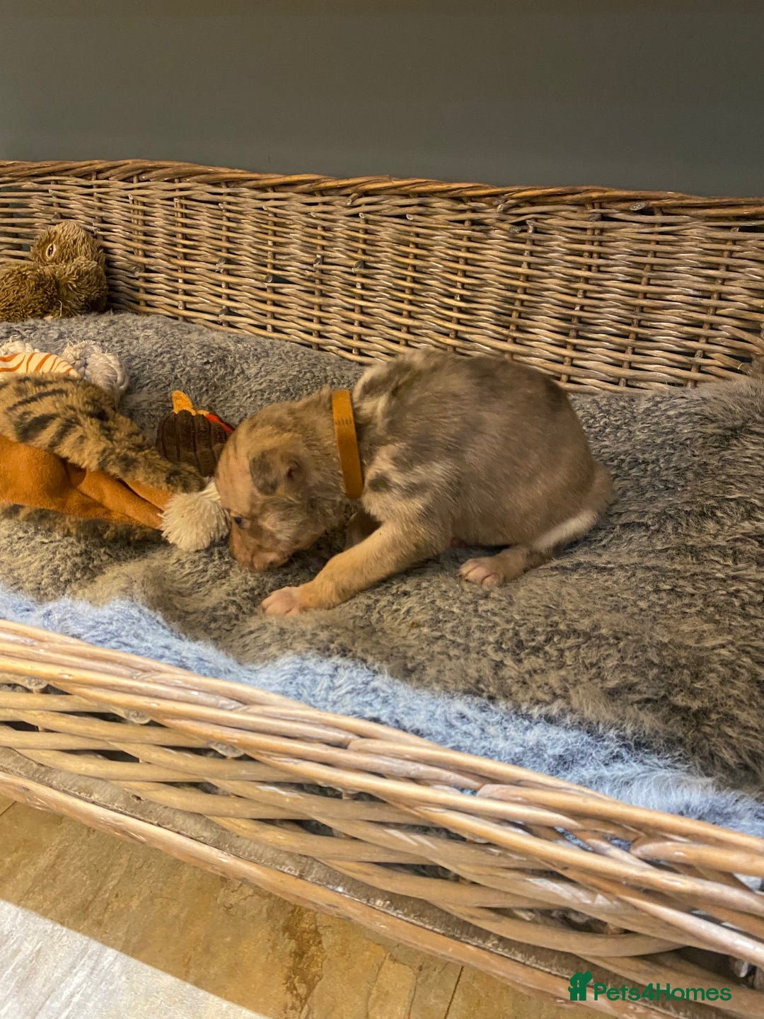 Mixed Breed dogs for sale: Beautiful merle whippet x collie puppies  - Advert 11