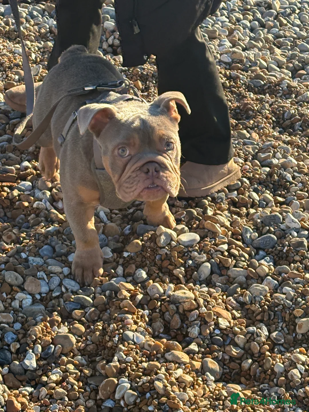 English Bulldog dogs for sale: English bulldog  - Advert 2