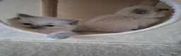 Ragdoll cats for sale: Stunning Ragdoll kittens  - Advert 21