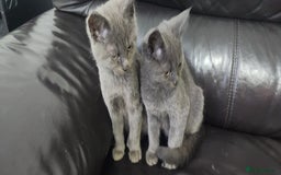 Russian Blue cats for sale: Pure Russian Blue kittens  - Image 7