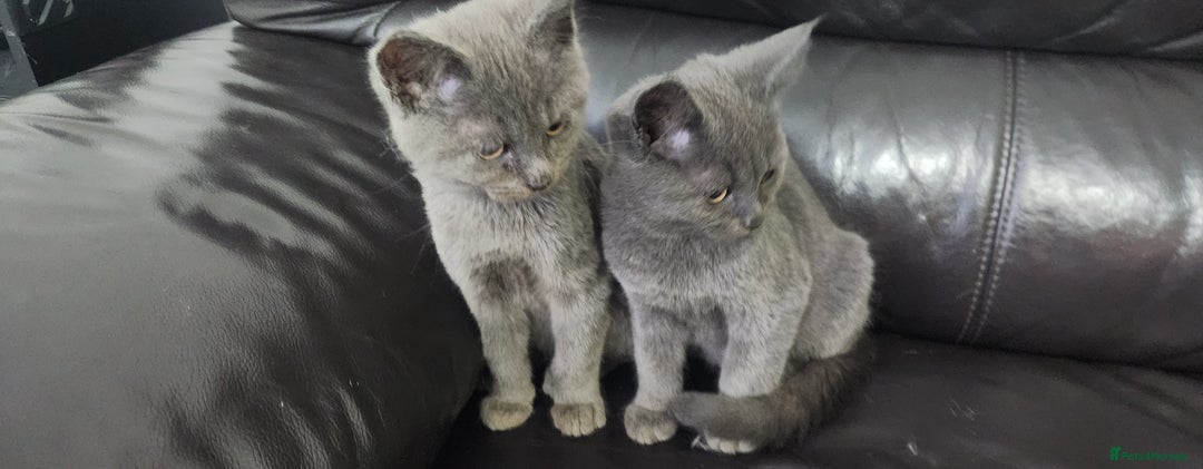 Russian Blue cats for sale: Pure Russian Blue kittens  - Image 7