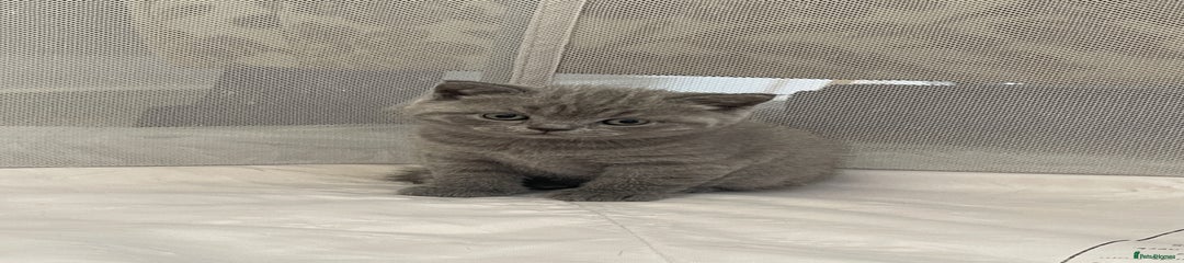 British Shorthair Kitten 1