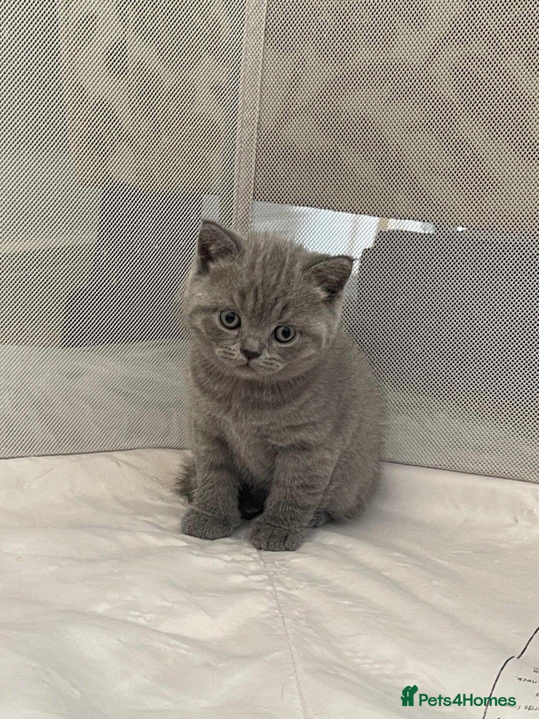 British Shorthair cats for sale: GCCF registered Champion bloodline BSH kittens - Image 26