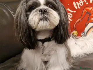 Shih Tzu dogs Stunning KC Shih Tzu Available for Stud Services in Swindon - Advert 8