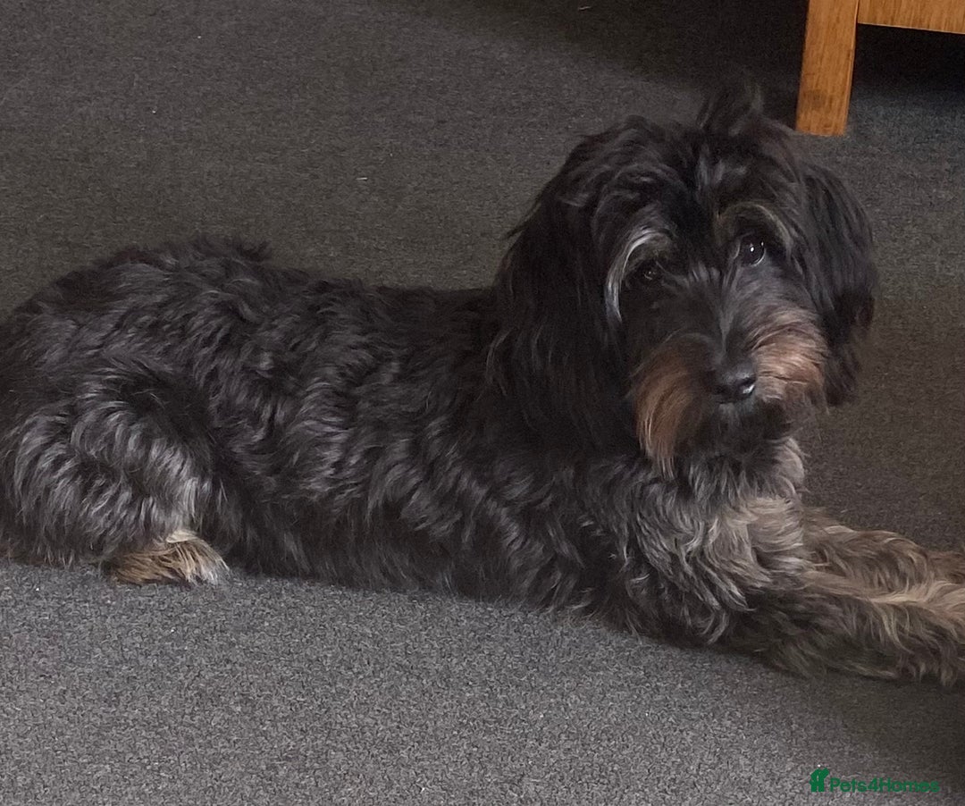 Cockapoo dogs for sale: 6 Year old Cockapoo for sale to a good home - Advert 3