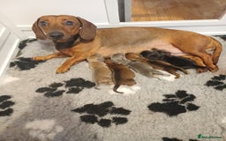 Miniature Dachshund dogs for sale: Miniature Dachshund Puppies For Sale  - Advert 9