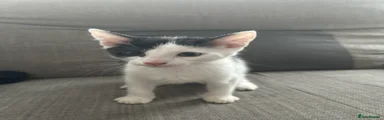 Domestic Shorthair 2