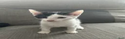 Domestic Shorthair cats for sale: 3 kittens for sale £50 each 10 weeks old in Birmingham - Advert 3