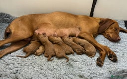 Hungarian Vizsla dogs for sale: Gorgeous KC Hungarian Vizsla puppies - Image 10