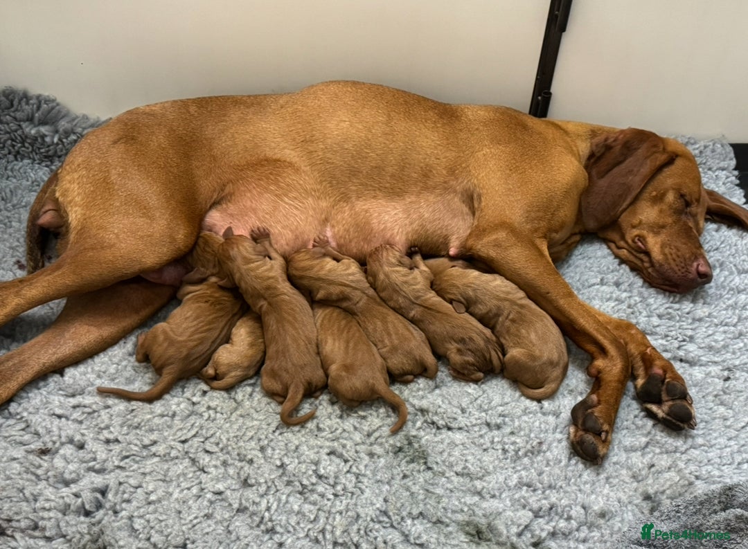 Hungarian Vizsla dogs for sale: Gorgeous KC Hungarian Vizsla puppies - Image 10