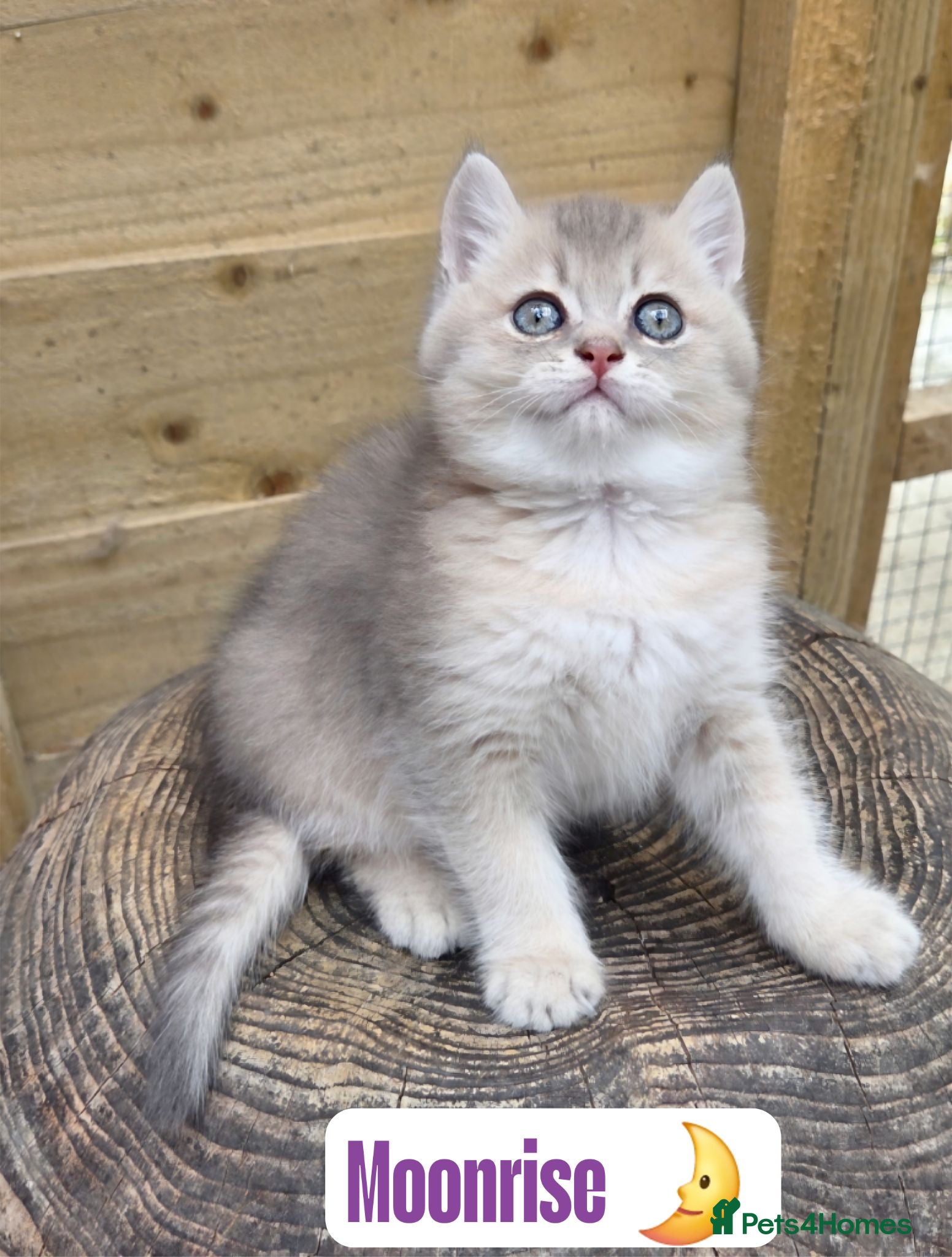 British Shorthair cats 💖 World Champion lines, GCCF Registered 💖  - Advert 6