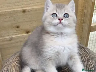 British Shorthair cats 💖 World Champion lines, GCCF Registered 💖 - Advert 6