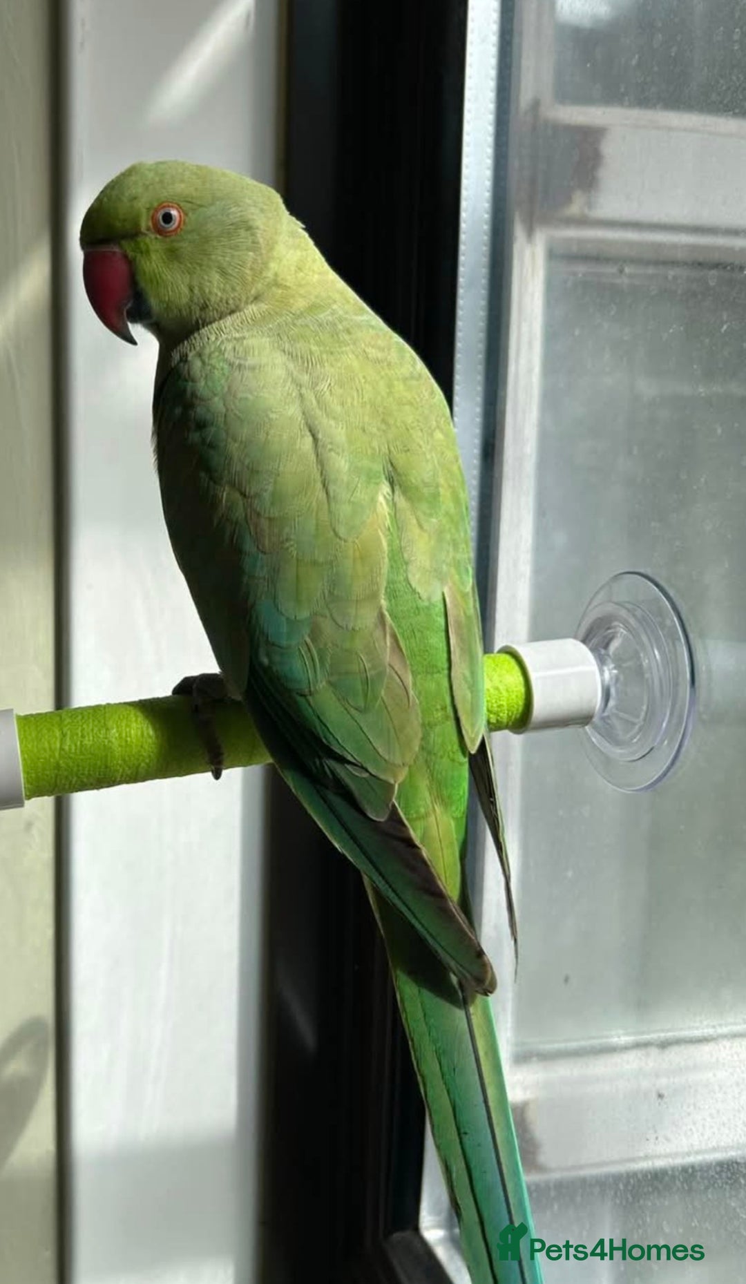 Ringnecks birds for sale: Ringneck for sale  - Image 2