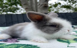 Mini Lion Lop rabbits for sale: EUROPEAN TEDDYWIDDER BABIES  - Image 12