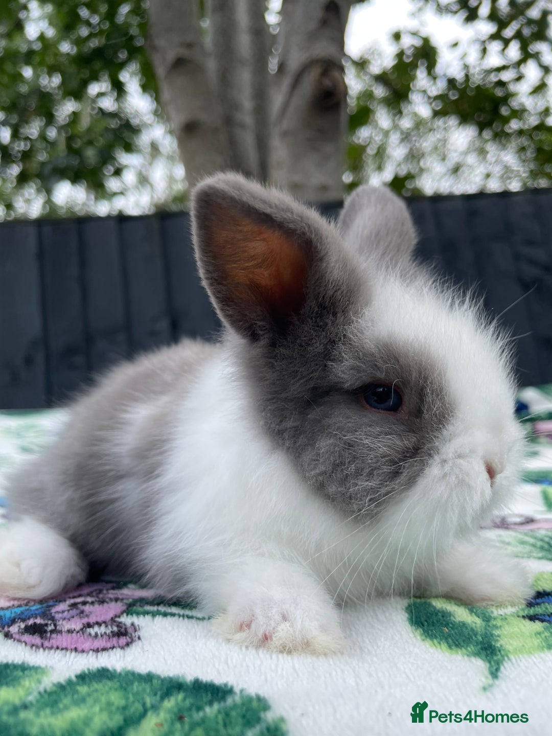 Mini Lion Lop rabbits for sale: EUROPEAN TEDDYWIDDER BABIES  - Image 12