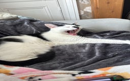 Mixed Breed cats for sale: FREE TO A GOOD HOME  - Image 3
