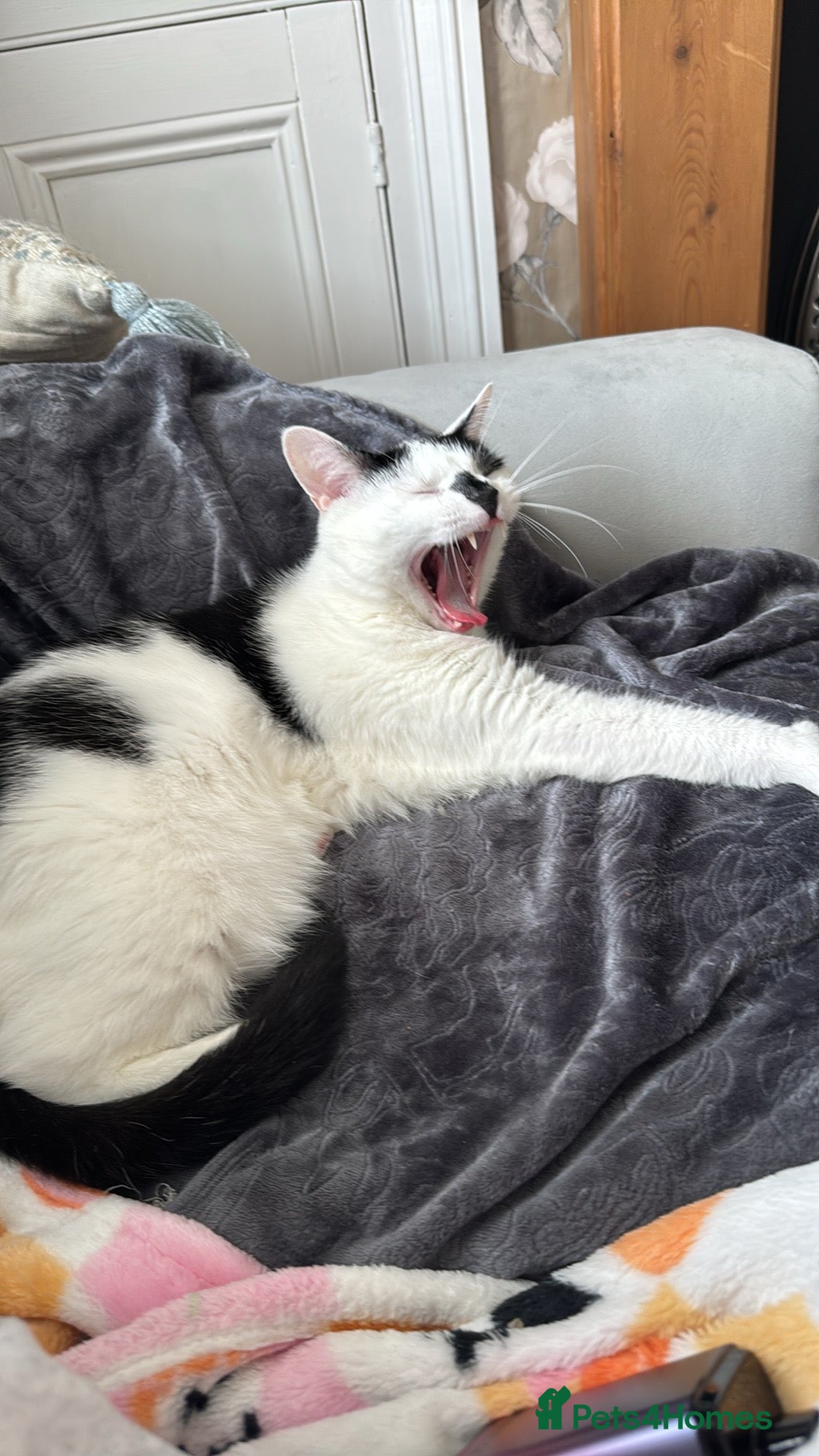 Mixed Breed cats for sale: FREE TO A GOOD HOME  - Image 3