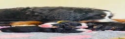 Bernese Mountain Dog dogs for sale: Beautiful Bernese Mountain Dog Puppies in Eye - Advert 17
