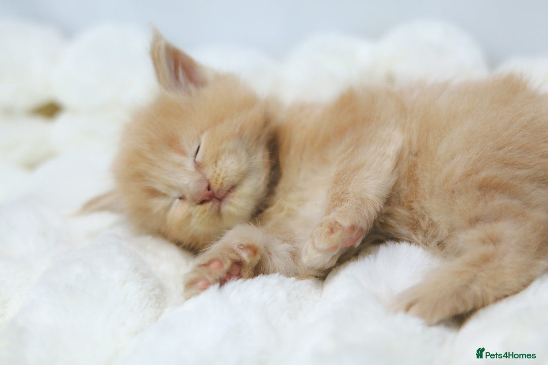 Maine Coon cats for sale: Rare Red Female Maine Coon – TICA Registered - Advert 9