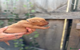Labrador Retriever dogs for sale: Stunning Fox Red Labrador puppies  - Image 22