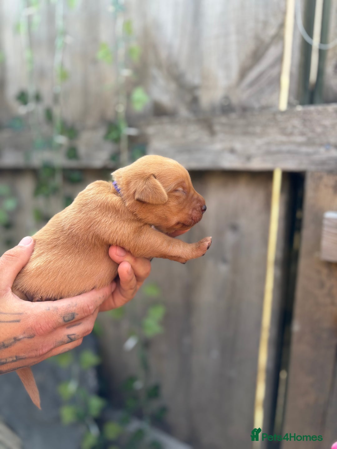Labrador Retriever dogs for sale: Stunning Fox Red Labrador puppies  - Image 22