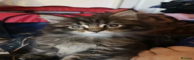 Maine Coon Kitten 1