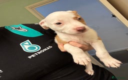 American Bulldog dogs for sale: American bulldog (READY TO GO) - Image 11