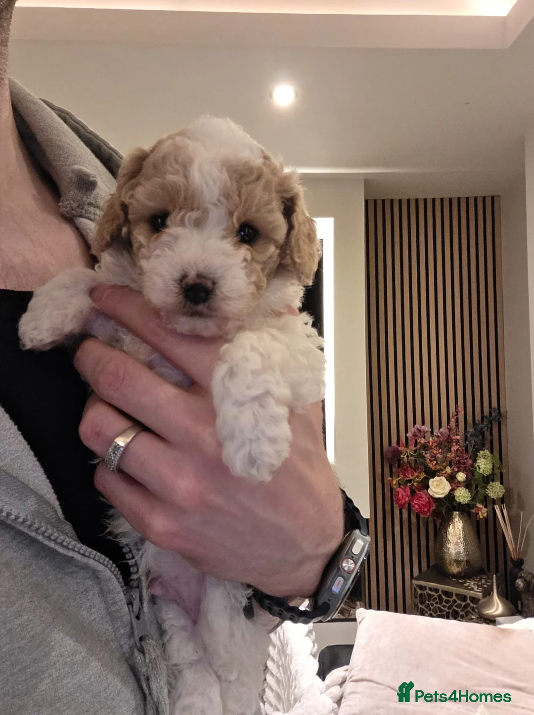 Cavapoo dogs for sale: Beautiful male Cavapoo Puppy  - Advert 7