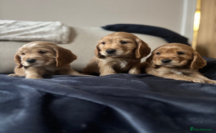 Cocker Spaniel dogs The Perfect Mix Cocker Pups Working x Show 3 Boys  - Advert 1