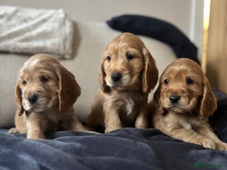 Cocker Spaniel dogs The Perfect Mix Cocker Pups Working x Show 3 Boys - Advert 13