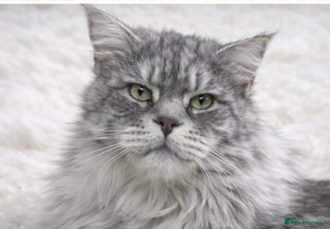 Maine Coon cats for stud: Several studs available  - Advert 2