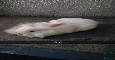 Lionhead rabbits - Advert 3