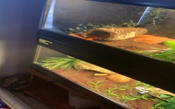 Corn Snake reptiles for sale: Corn snakes for sale - Image 12