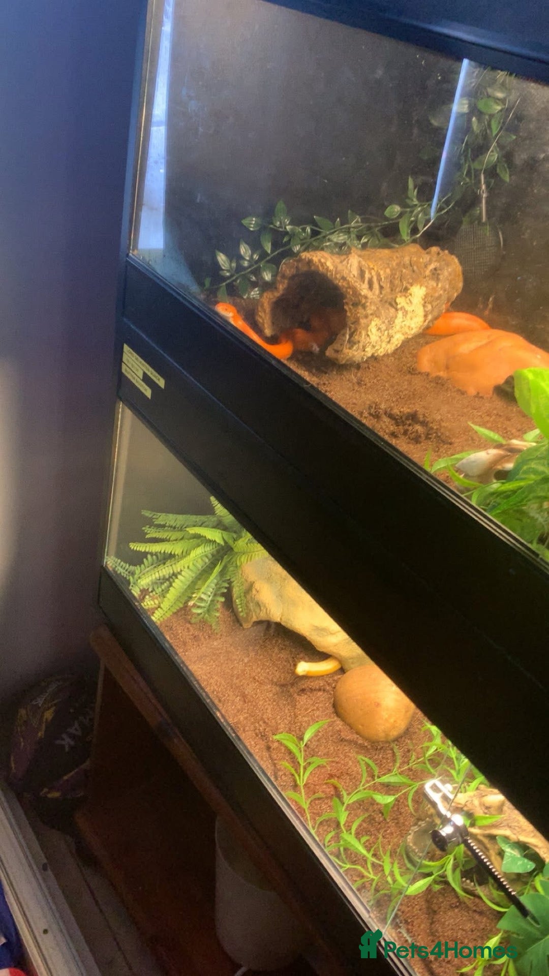 Corn Snake reptiles for sale: Corn snakes for sale - Image 12