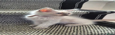 Female 